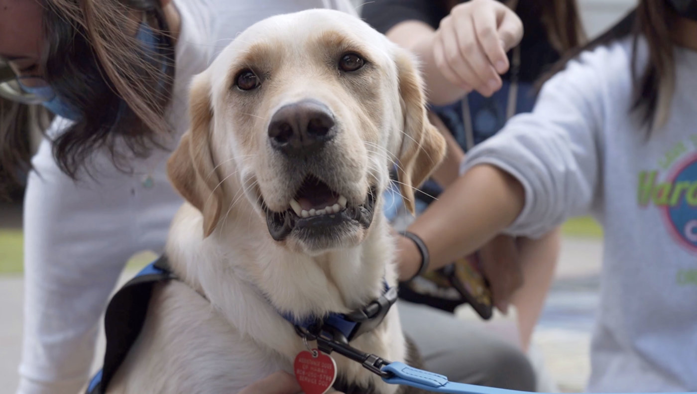 Meet Cedar, Punahou’s Therapy Dog - Punahou School